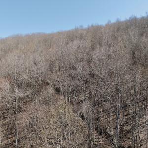 Photo #40 of 1297 Dry Creek Road, Blackwater, VA 50.5 acres