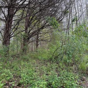 Photo #56 of 1297 Dry Creek Road, Blackwater, VA 50.5 acres