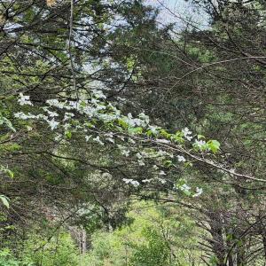 Photo #58 of 1297 Dry Creek Road, Blackwater, VA 50.5 acres