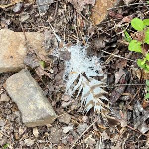 Photo #61 of 1297 Dry Creek Road, Blackwater, VA 50.5 acres