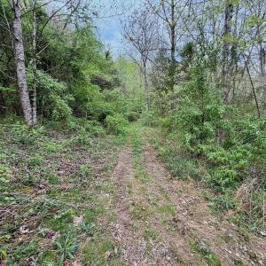 Photo #63 of 1297 Dry Creek Road, Blackwater, VA 50.5 acres