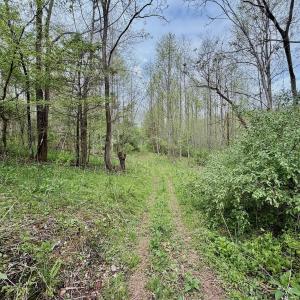 Photo #64 of 1297 Dry Creek Road, Blackwater, VA 50.5 acres