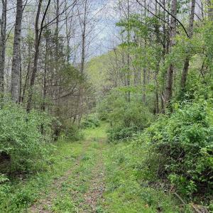 Photo #69 of 1297 Dry Creek Road, Blackwater, VA 50.5 acres