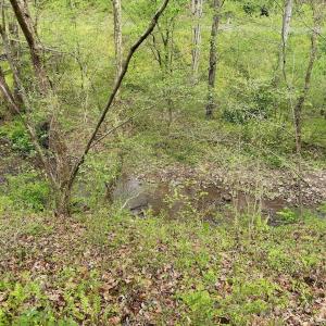 Photo #70 of 1297 Dry Creek Road, Blackwater, VA 50.5 acres