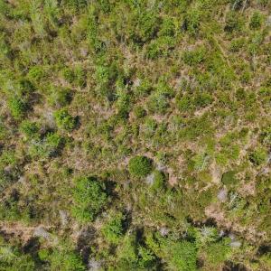 Photo #15 of Lot 6 Guinea Mill Rd, Ernul, NC 25.0 acres
