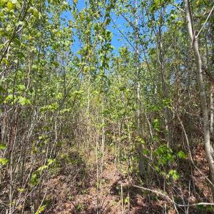 Photo #20 of Lot 6 Guinea Mill Rd, Ernul, NC 25.0 acres