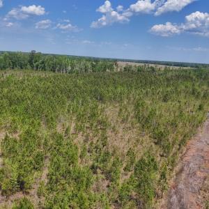 Photo #14 of Lot 7 Guinea Mill Rd, Ernul, NC 39.0 acres