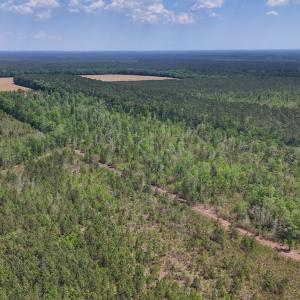 Photo #18 of Lot 7 Guinea Mill Rd, Ernul, NC 39.0 acres