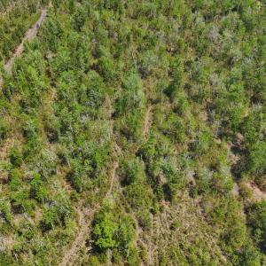 Photo #20 of Lot 7 Guinea Mill Rd, Ernul, NC 39.0 acres