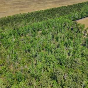 Photo #6 of Lot 7 Guinea Mill Rd, Ernul, NC 39.0 acres