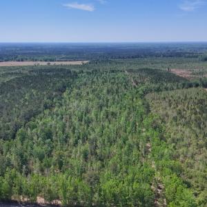 Photo #9 of Lot 7 Guinea Mill Rd, Ernul, NC 39.0 acres