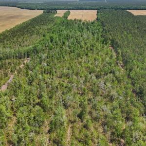 Photo #21 of Lot 7 Guinea Mill Rd, Ernul, NC 39.0 acres