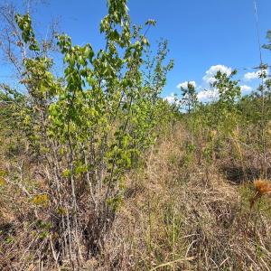 Photo #27 of Lot 7 Guinea Mill Rd, Ernul, NC 39.0 acres