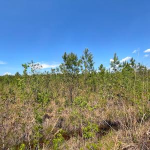 Photo #28 of Lot 7 Guinea Mill Rd, Ernul, NC 39.0 acres