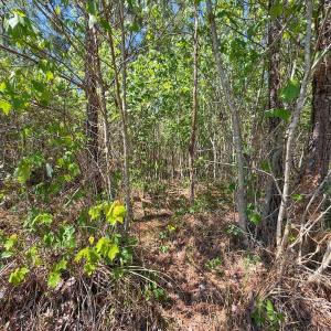 Photo #29 of Lot 7 Guinea Mill Rd, Ernul, NC 39.0 acres
