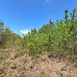 Photo #30 of Lot 7 Guinea Mill Rd, Ernul, NC 39.0 acres