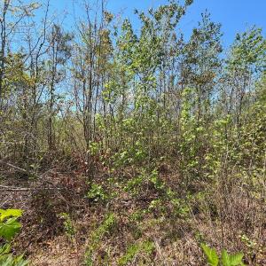 Photo #31 of Lot 7 Guinea Mill Rd, Ernul, NC 39.0 acres