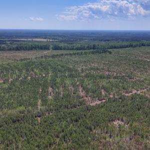 Photo #10 of Lot 12 Guinea Mill Rd, Ernul, NC 35.0 acres