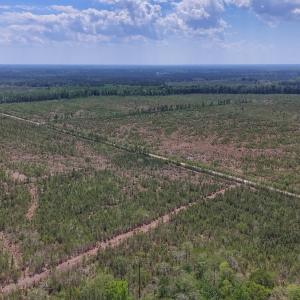 Photo #14 of Lot 12 Guinea Mill Rd, Ernul, NC 35.0 acres