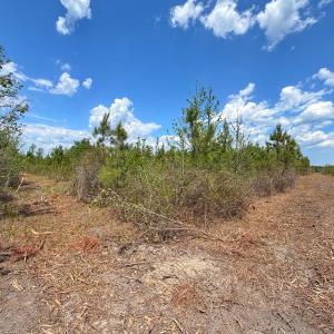 Photo #21 of Lot 12 Guinea Mill Rd, Ernul, NC 35.0 acres