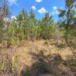 Photo #22 of Lot 12 Guinea Mill Rd, Ernul, NC 35.0 acres