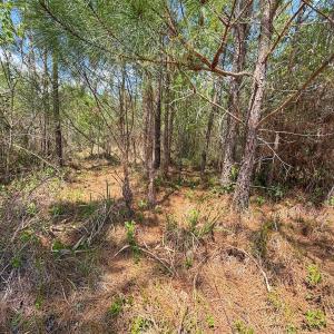 Photo #24 of Lot 12 Guinea Mill Rd, Ernul, NC 35.0 acres