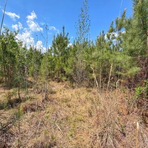 Photo #25 of Lot 12 Guinea Mill Rd, Ernul, NC 35.0 acres