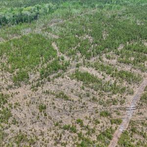 Photo #3 of Lot 12 Guinea Mill Rd, Ernul, NC 35.0 acres