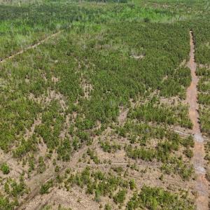 Photo #6 of Lot 12 Guinea Mill Rd, Ernul, NC 35.0 acres