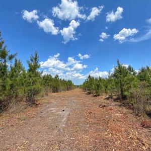 Photo #21 of Lot 13 Guinea Mill Rd, Ernul, NC 35.0 acres