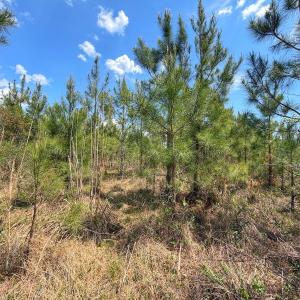 Photo #22 of Lot 13 Guinea Mill Rd, Ernul, NC 35.0 acres