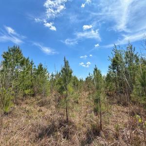 Photo #23 of Lot 13 Guinea Mill Rd, Ernul, NC 35.0 acres