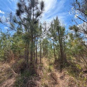 Photo #24 of Lot 13 Guinea Mill Rd, Ernul, NC 35.0 acres