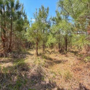 Photo #27 of Lot 13 Guinea Mill Rd, Ernul, NC 35.0 acres