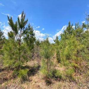Photo #28 of Lot 13 Guinea Mill Rd, Ernul, NC 35.0 acres