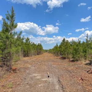 Photo #29 of Lot 13 Guinea Mill Rd, Ernul, NC 35.0 acres