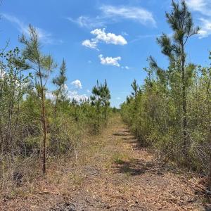 Photo #30 of Lot 13 Guinea Mill Rd, Ernul, NC 35.0 acres