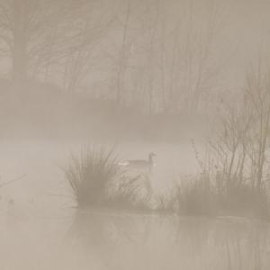 Photo #10 of Off of Durwood Evans Rd. , Beulaville, NC 174.7 acres