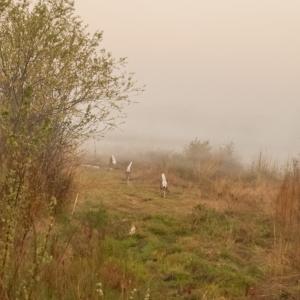 Photo #13 of Off of Durwood Evans Rd. , Beulaville, NC 174.7 acres