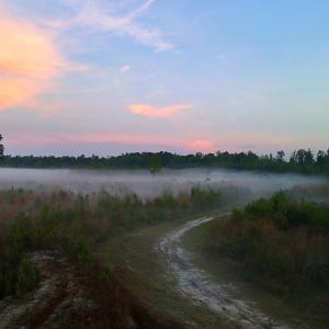 Photo #23 of Off of Durwood Evans Rd. , Beulaville, NC 174.7 acres