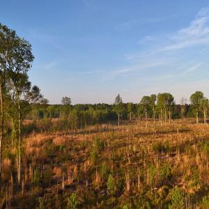 Photo #26 of Off of Durwood Evans Rd. , Beulaville, NC 174.7 acres