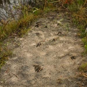 Photo #31 of Off of Durwood Evans Rd. , Beulaville, NC 174.7 acres