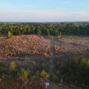 Photo #33 of Off of Durwood Evans Rd. , Beulaville, NC 174.7 acres