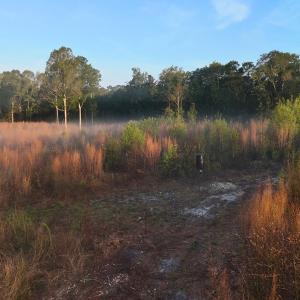 Photo #34 of Off of Durwood Evans Rd. , Beulaville, NC 174.7 acres