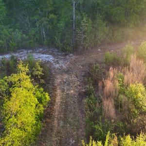 Photo #36 of Off of Durwood Evans Rd. , Beulaville, NC 174.7 acres