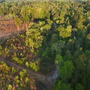 Photo #38 of Off of Durwood Evans Rd. , Beulaville, NC 174.7 acres