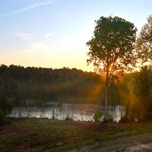 Photo #6 of Off of Durwood Evans Rd. , Beulaville, NC 174.7 acres