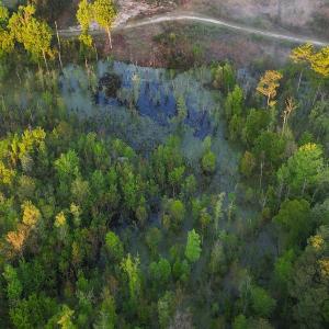 Photo #8 of Off of Durwood Evans Rd. , Beulaville, NC 174.7 acres