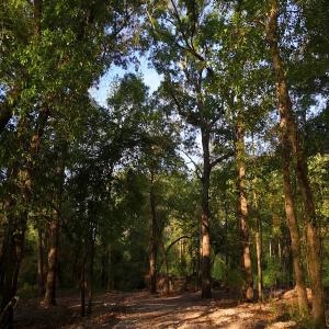 Photo #50 of Off of Durwood Evans Rd. , Beulaville, NC 174.7 acres