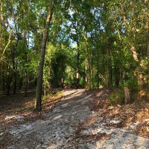 Photo #52 of Off of Durwood Evans Rd. , Beulaville, NC 174.7 acres